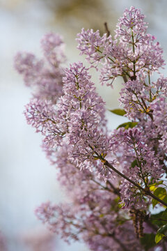 丁香花