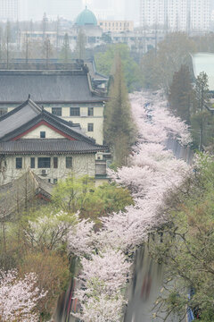 樱花季的南京明长城和鸡鸣寺