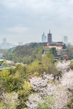 樱花季的南京明长城和鸡鸣寺