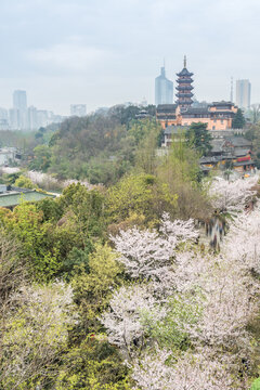 樱花季的南京明长城和鸡鸣寺