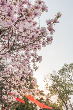 樱花季南京的玄武湖公园