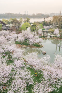 樱花季南京的玄武湖公园