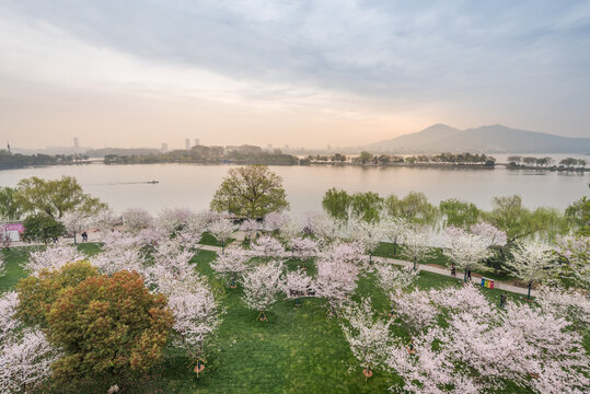 樱花季南京的玄武湖公园