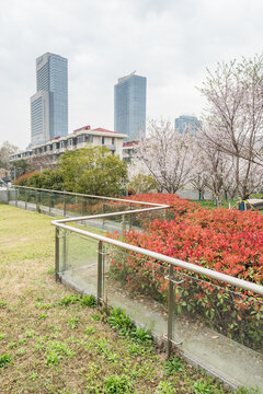 樱花季中国南京的城市风景