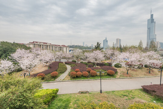 樱花季中国南京的城市风景