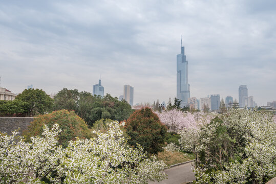 樱花季中国南京的城市风景