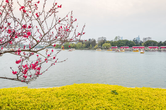 春天南京玄武湖公园的梅花