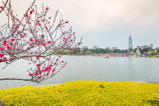 春天南京玄武湖公园的梅花