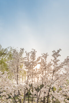 春天里盛开的樱花