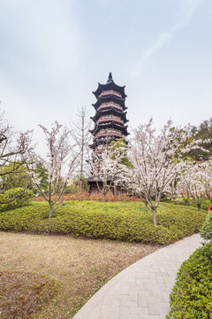 南京牛首山的樱花和古建筑