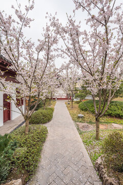 南京牛首山的樱花和古建筑