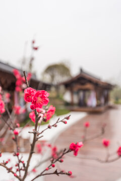 南京牛首山的梅花与古建筑