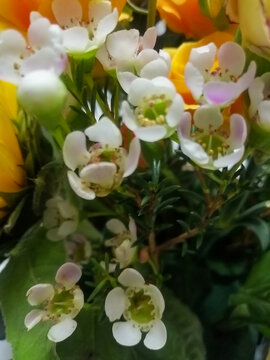 白花的鲜花