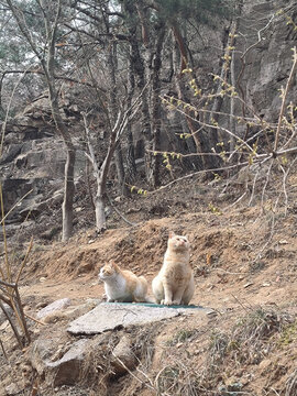 山上的猫