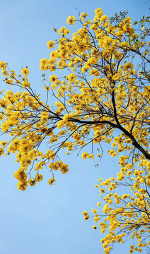 开满黄色花朵的大树