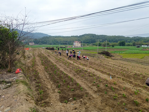 田园种植