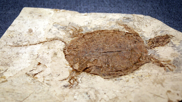 白垩纪鄂尔多斯龟化石