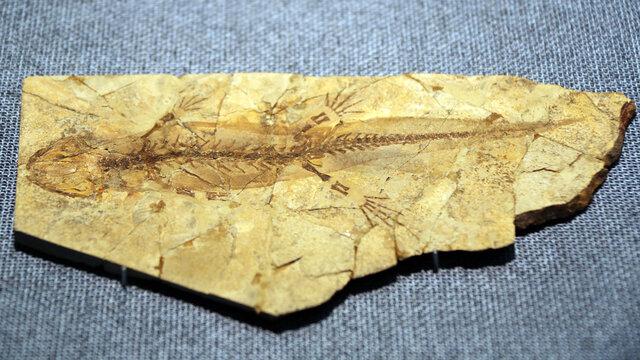 白垩纪天义初螈化石
