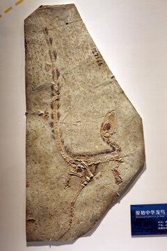 原始中华龙鸟化石