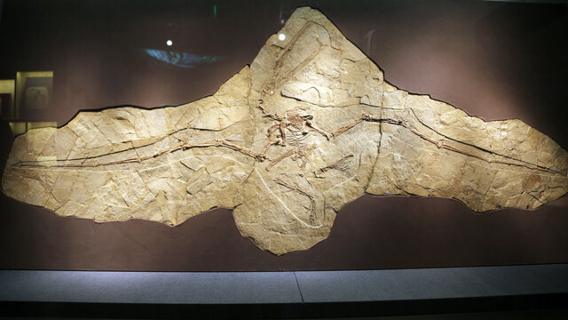 白垩纪杨氏飞龙化石