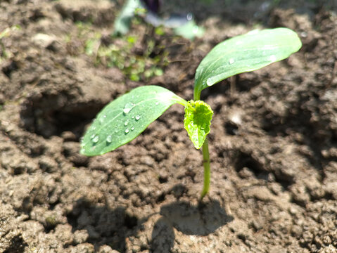 土壤幼苗成长