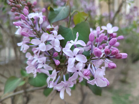 丁香花