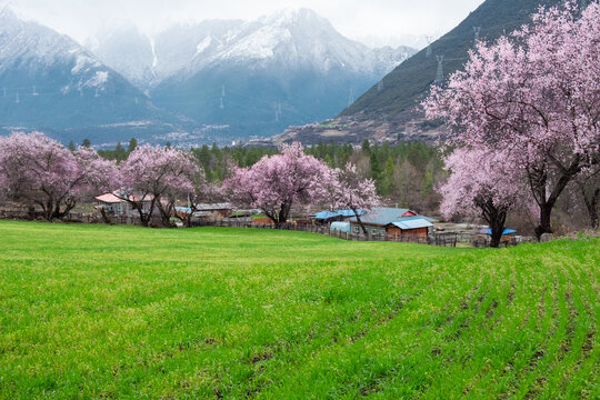 西藏旅游林芝波密桃花青稞雪山