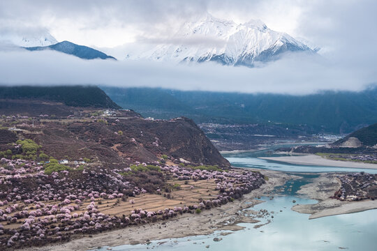 西藏旅游林芝桃花