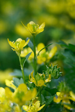 毛茛花