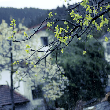 春雨