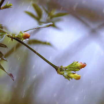 春雨