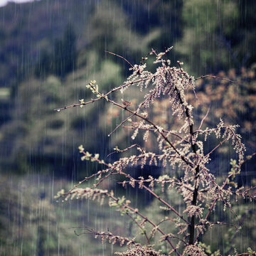 春雨