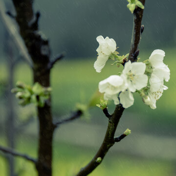 春雨