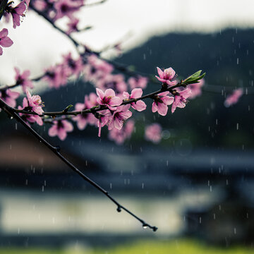 春雨