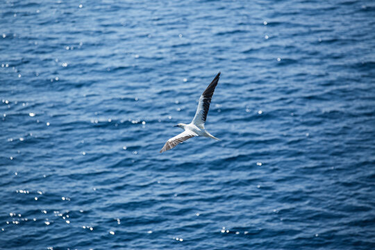 在海上飞翔的海鸥