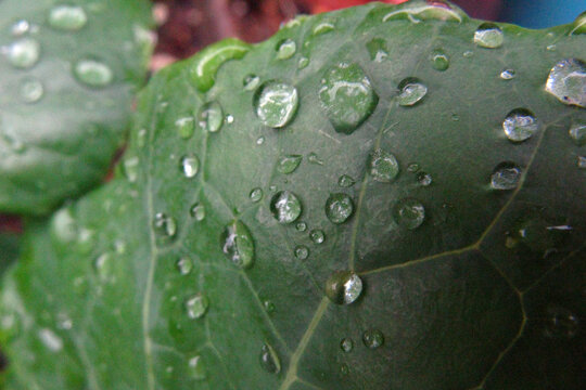 沾着雨滴的青菜叶