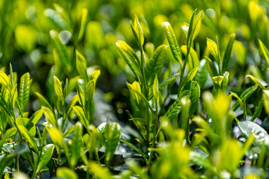 春茶清明节茶叶