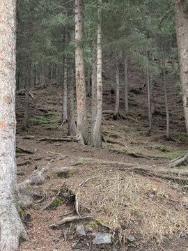 乌鲁木齐南山森林