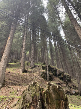 新疆南山松树