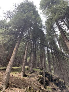 新疆南山松树