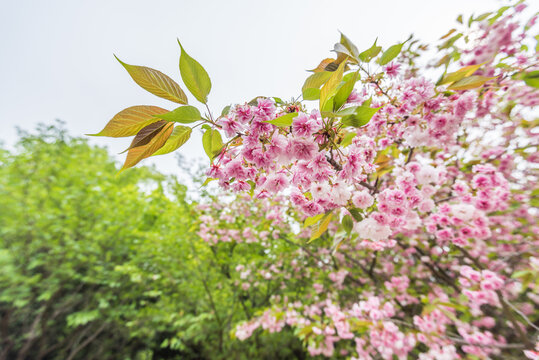 南京雨花台盛开的樱花