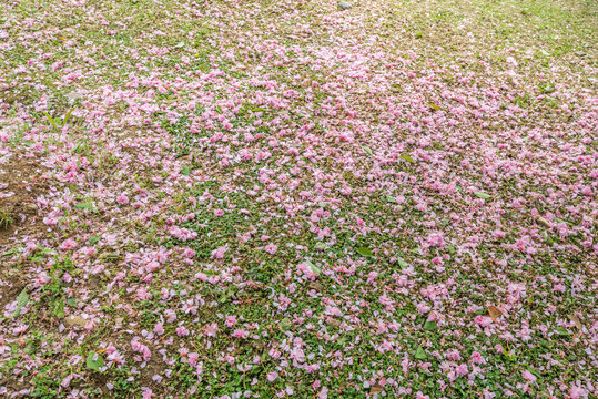 绿地和樱花花瓣特写