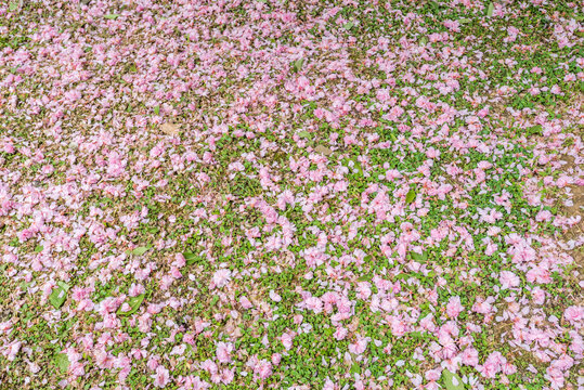 绿地和樱花花瓣特写