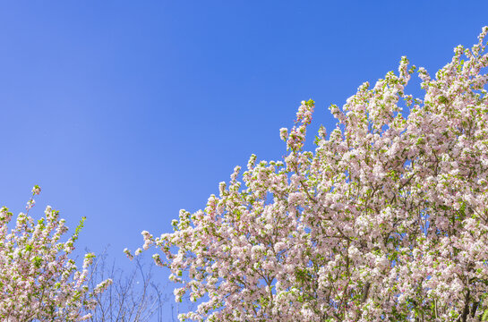 蓝天和海棠花