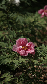 牡丹花