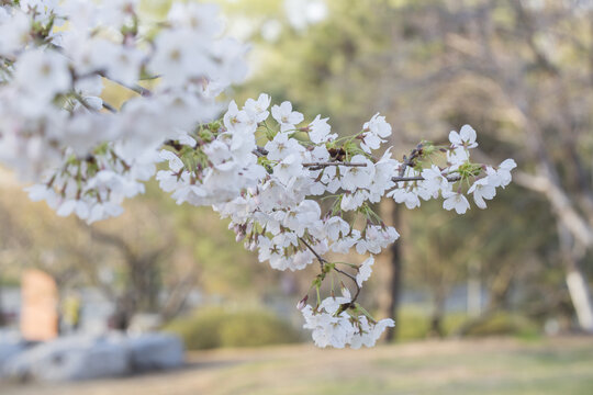 樱花