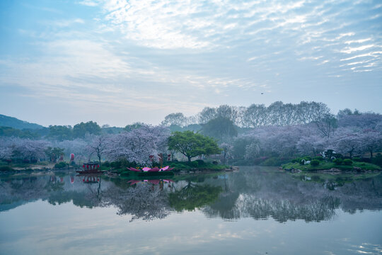 武汉东湖樱园樱花