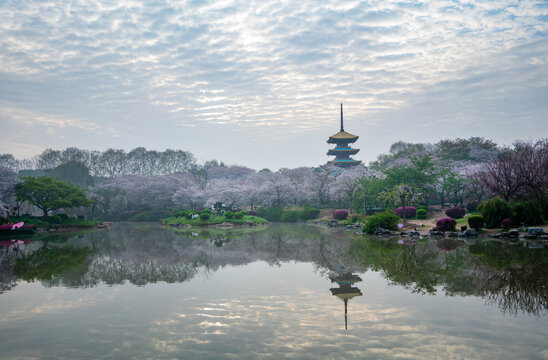 武汉东湖樱园樱花