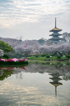 武汉东湖樱园樱花