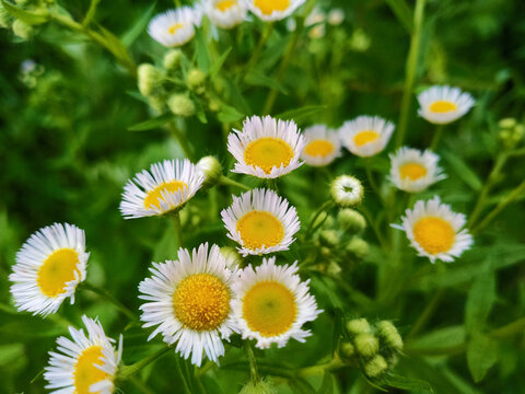 野雏菊